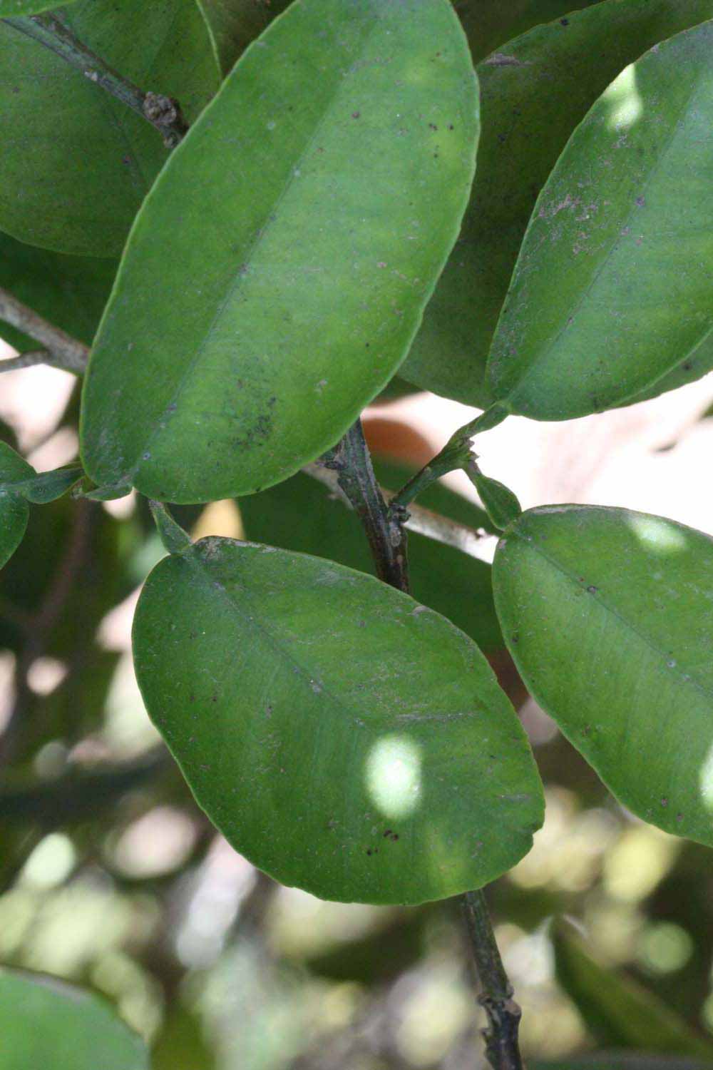              Shade leaves (Riverside, CA)       